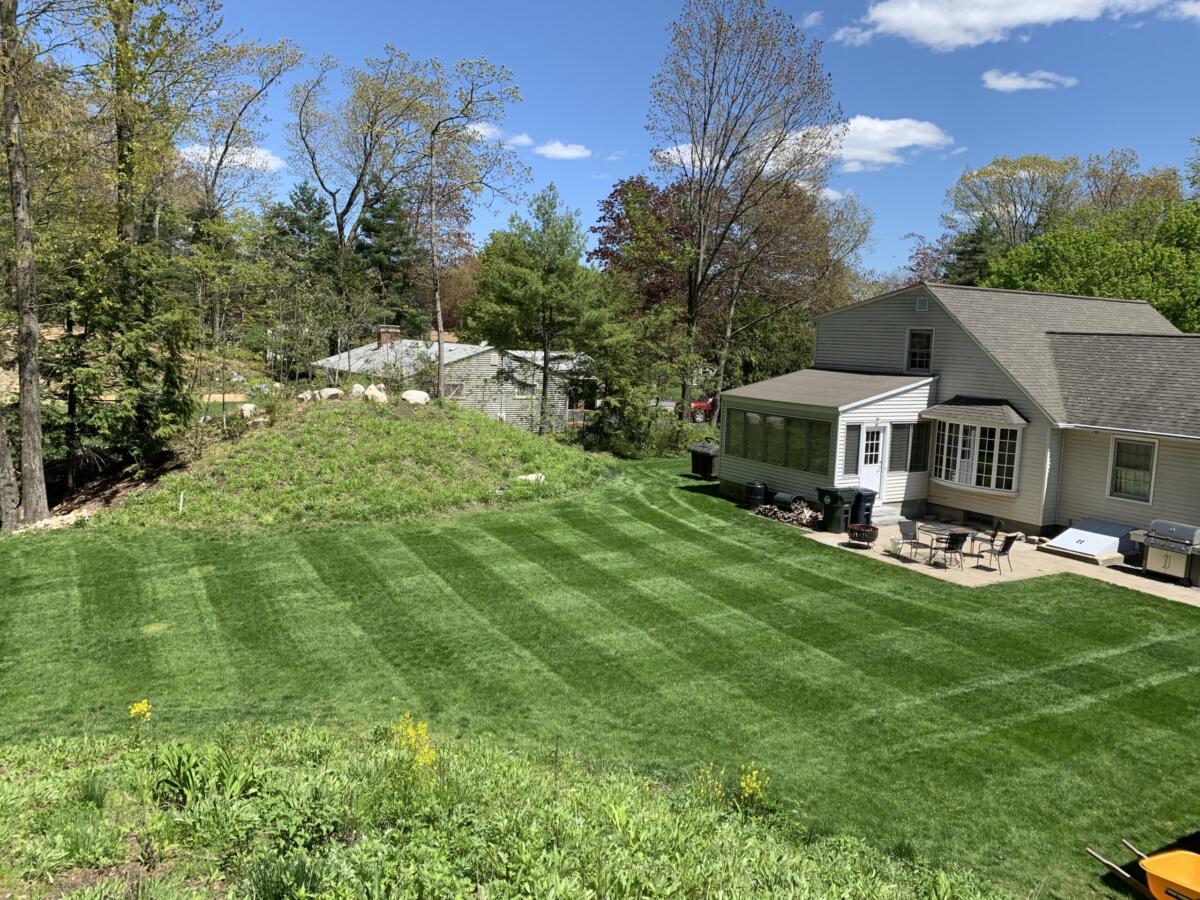 cut grass in yard